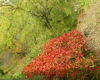 le rvlateur des paysages